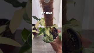 PlantFactory Series - Collecting Aroid Plants