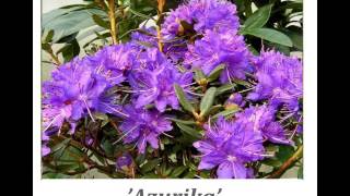 Rhododendron  'Azurika'