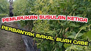 PART 20 : PEMUPUKAN SUSULAN KETIGA UMUR 121 HST - BUAH SEMAKIN LEBAT