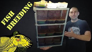 Fry Rack System: Breeding