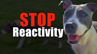 This Dog Won't Stop Reacting - Here's How to Fix It