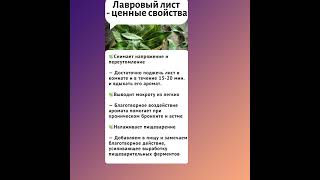 Лавровый лист и его ценные свойства #лавровыйлист #бронхит #здоровье #полезнознать #народнаямедицина