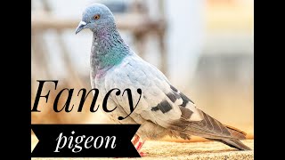 Most Beautiful Fancy Pigeons Collection | World Unique Amazing Pigeon Farm | Animals Time