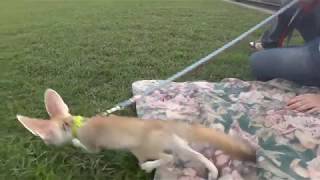 A Fennec Fox's First Baseball Game