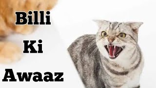 Billi Ki Awaaz | Cat Sound | Cat Voice