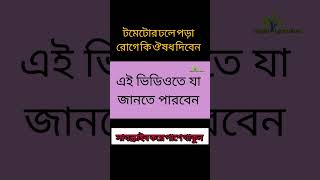 টমেটোর ঢলে পড়া রোগ #টমেটো #টমেটোররোগ #কৃষি #farming #agriculture