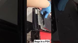 Bugs in a PS4