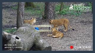 Lion Cub Cam Highlight | Male Lion Cub Khari Refuses To Give Up On Enrichment!