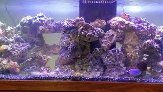 240 Gallon Reef Tank...Learning in Progress