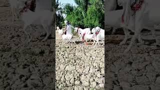 White beauty of gulabi goats