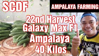 Ampalaya Farming || 22nd Harvest of My Galaxy Max F1 Ampalaya || Bittergourd Farming