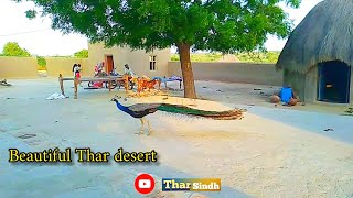 Thar Desert Peocock Video in village life