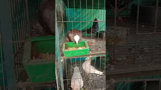 #pigeon #fancy #parrot #bird #kabootar #shortvideo #shortsyoutube #king #shorts #short