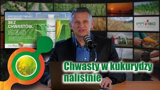 Zabiegi wczesno-powschodowe | Zwalczanie chwastów w kukurydzy🌽 |Tudor 114 OD i Metos 960 EC