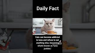 Cats & tuna #cat #fish #facts