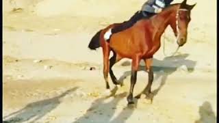 خيل