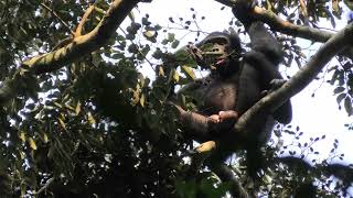 Wild Bonobo!!!!! Only Found in the Democratic Republic of the Congo!