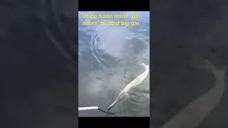 How to land long-nose gar!