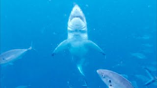 White Shark Hit! Underwater POV. Ep. 12 White Sharks & Seals