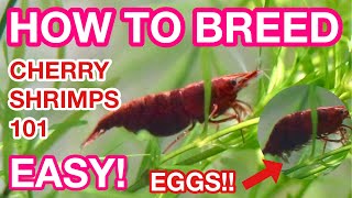 HOW TO BREED CHERRY SHRIMPS