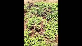 how to farm vegetable leafy, green amaranth 5