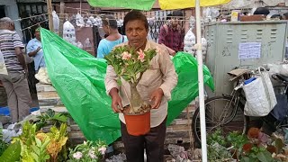 Galiff Street Indoor & Outdoor Flower Plants Market In Kolkata | Tala Haat