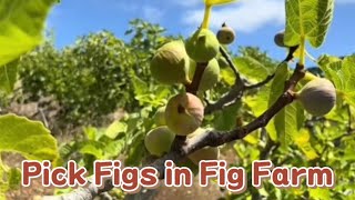 Pick figs in Fig Farm (无花果农场）- South Australia