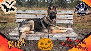 German Shepherd, 7mo, "Rip" | Amazing German Shepherd Obedience Training