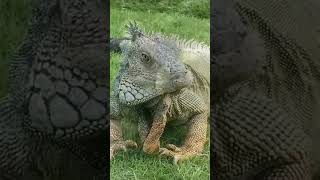 Is Iguana Safe to Eat? 🦎#reptiles#iguana#short#