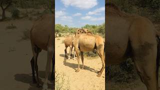 Camels with owner #shorts  #shortvideo  #youtubeshorts