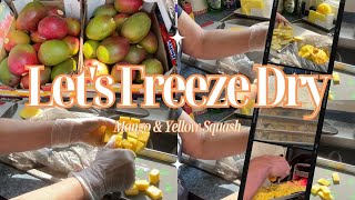 How to Freeze Dry Mango and Yellow Squash @harvestright @itsbethslife