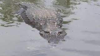 Reserva natural de caimanes en la florida Sergio González