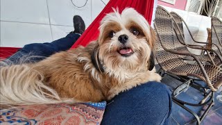 Bob é viciado numa rede Rs - Shih Tzu