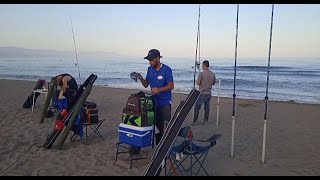 sargo a surfcasting jornada de tarde noche