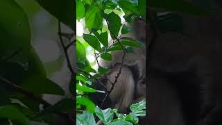 Ep135. Cute Monkey Goes Bananas in Adorable Viral Video!