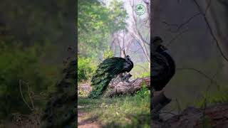 Beautiful Peacock Video #shorts