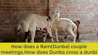 How does a RamDunba couple meetings How does Dunba cross a dunbi