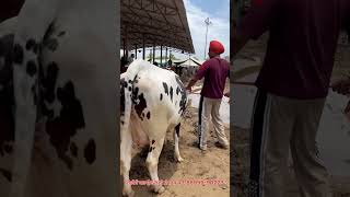 Cow for sale  ਪਿੰਡ ਠੁਲੀਵਾਲ (ਬਰਨਾਲਾ ) number-6239537195 #viral #cow #buffalow #farmer #youtubeshorts