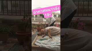 อากาศหนาวจัง หนูนอนไม่สนใจแม่เลย #youtubeshorts #animals #dog #pets #หมา