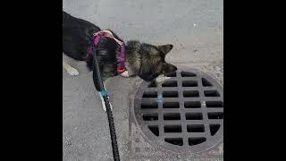 Dog thinks something lives in the sewer. See part 2 here: https://youtu.be/oHH_ocT_Zqo