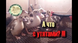 Что это? 🎉Огромная жажда жизни!🦆🦆