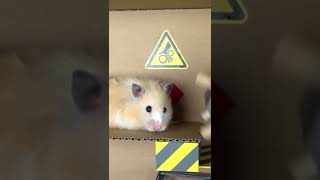 Hamster 🐹 maze #short