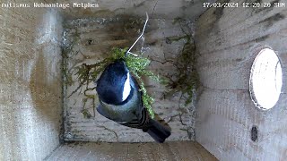 Kohlmeisen starten Nestbau an der Autismus Wohnanlage Unglinghausen | 17.03.2024