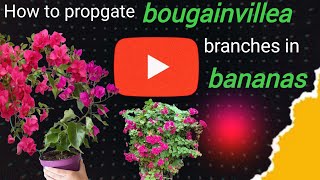 How to propagate bougainvillae  branches in bananas