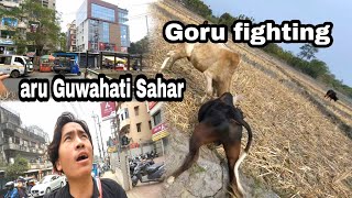 goru fighting aru Guwahati sahar