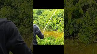 mancing ikan haruan di bekas tambang emas!!