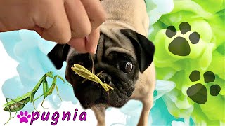 🐶PUG playing with PRAYING MANTIS 🙈 Dogs Hilarious Reaction