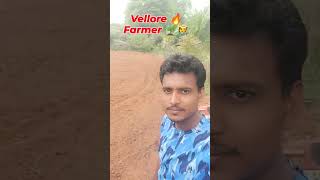 வேலூர் விவசாயி 🔥 #farming #agriculture #vivasaye #vivasaayi