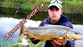 WĘDKARSKI SHORT#1  SPINNING I PSTRĄG WIECZOROWĄ PORĄ