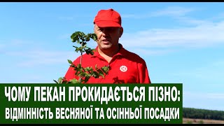 №127 Пекан: вирощування. Відмінність осінньої та весняної посадки